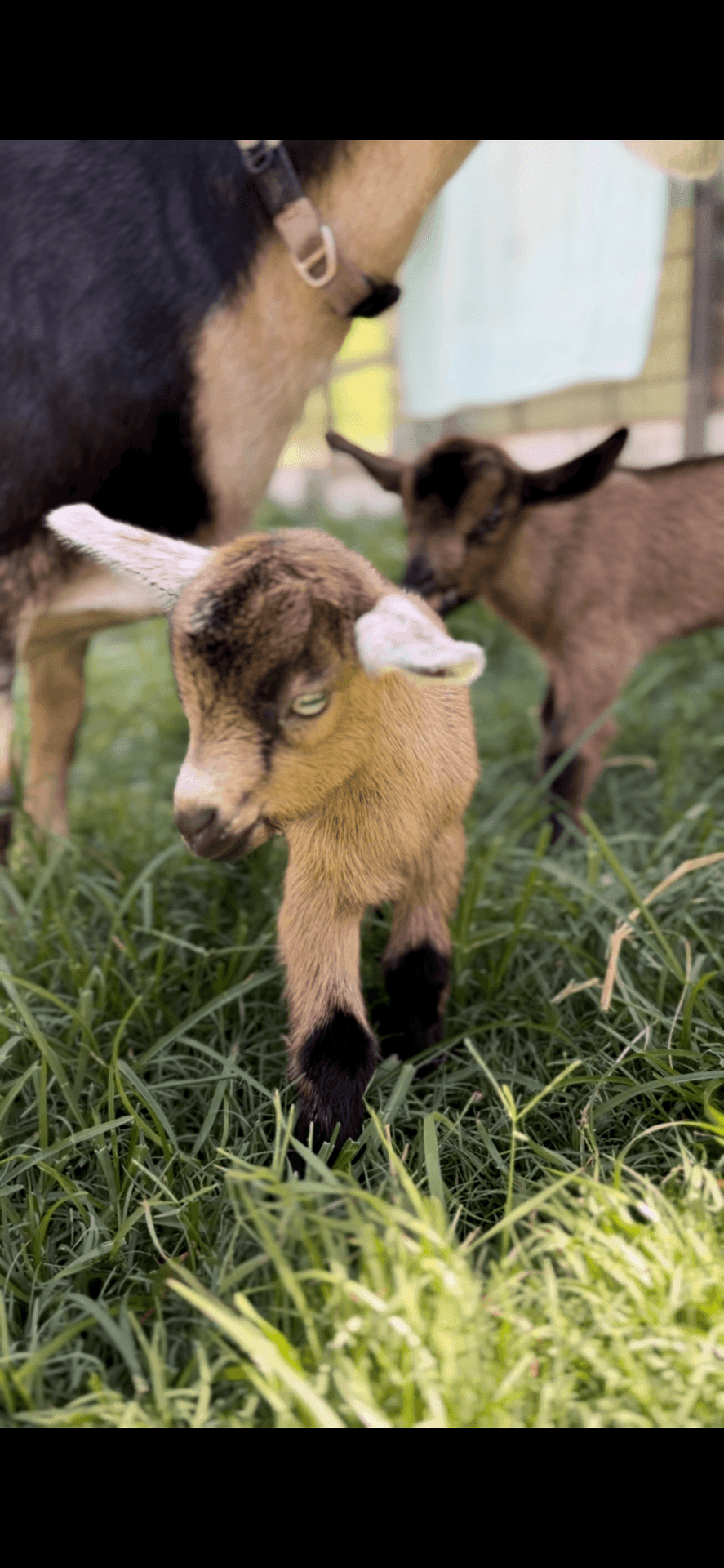 Miniature goat