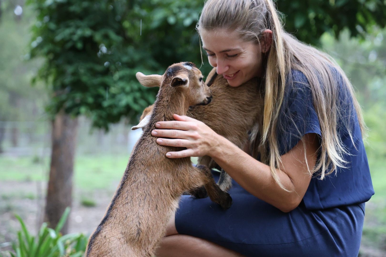 Miniature goats for sale