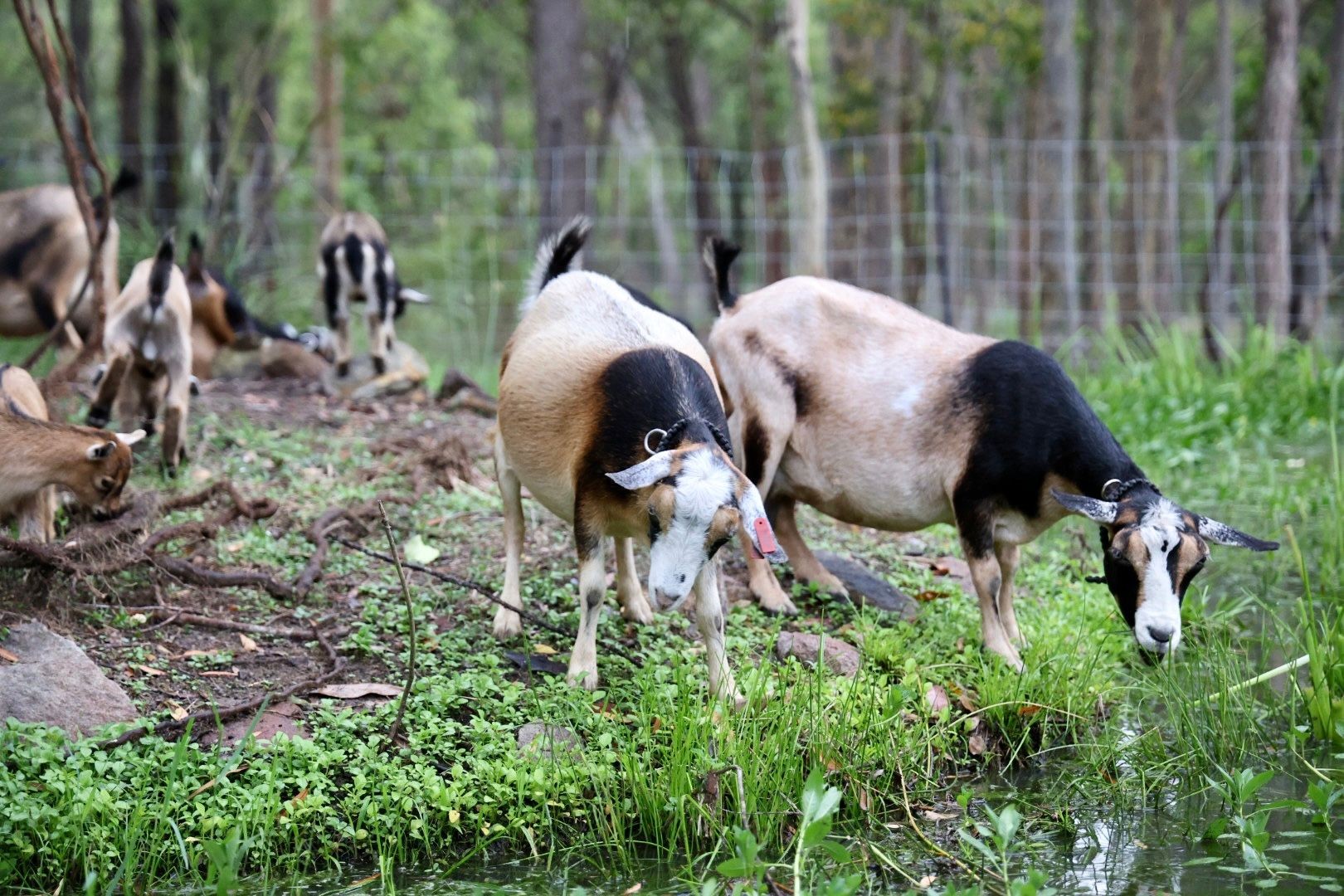 Pet goats